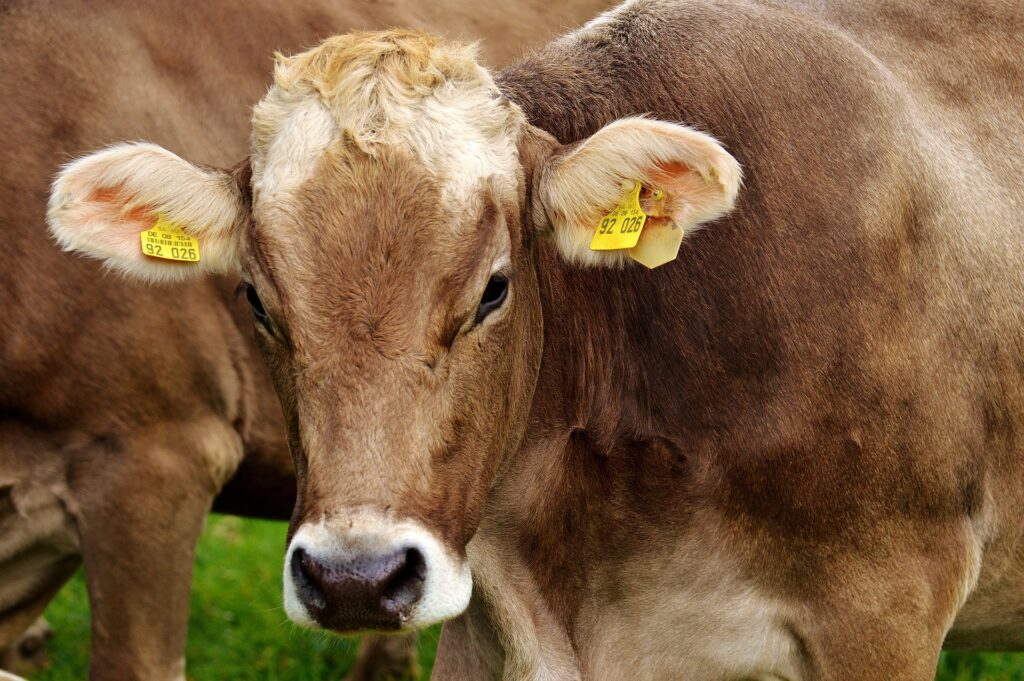 Réduire sa consommation de viande bovine