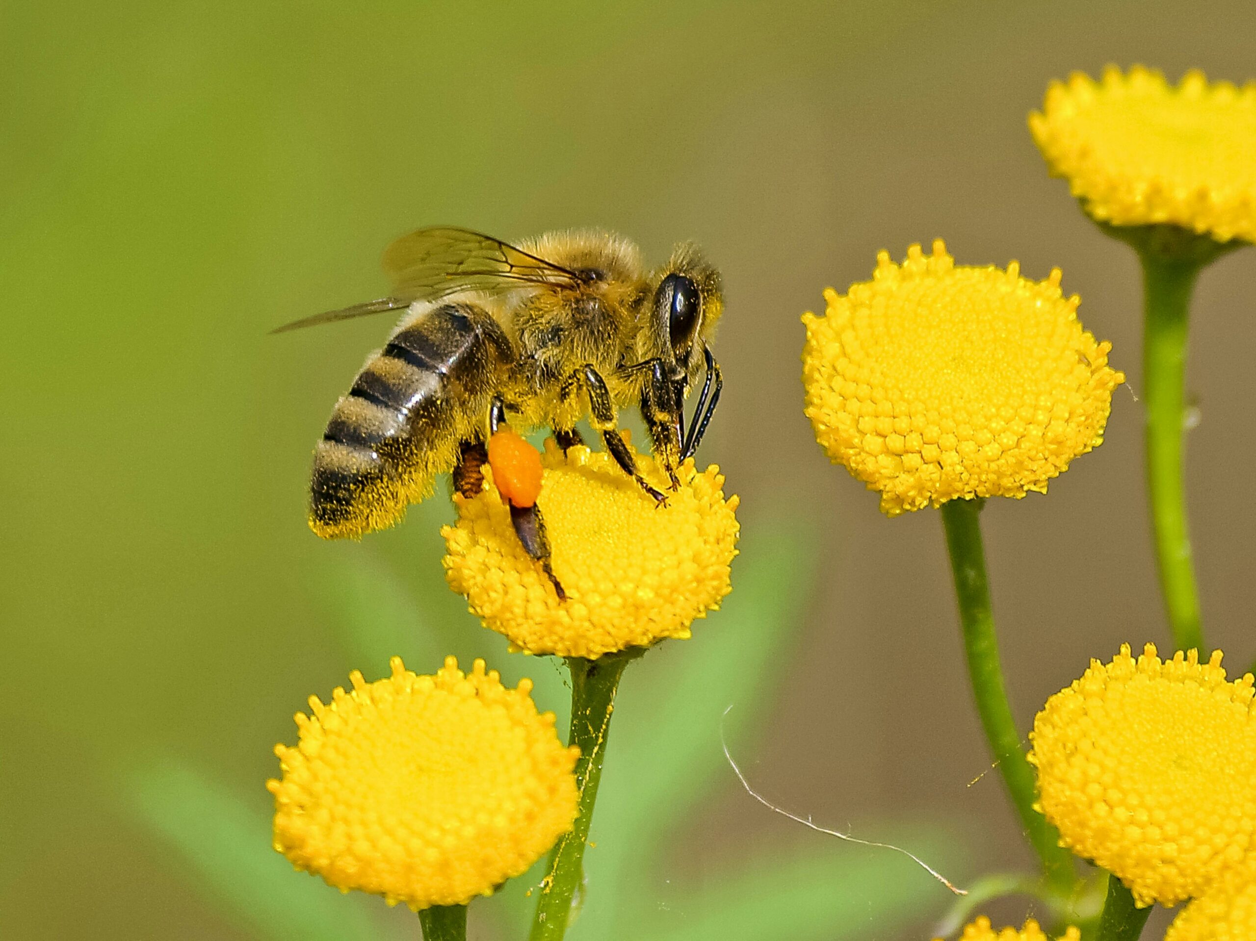 Photo d'une abeille pour illustrer un bee wrap